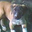 Balto