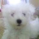 Yako