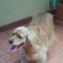 Almendra