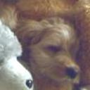 Bruno