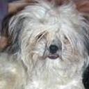 Bruno