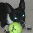 Bebo