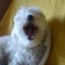 Poochie