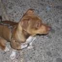 Mixi
