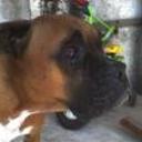 Chata