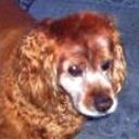 Brandy