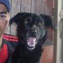 Negra