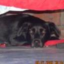 Negra