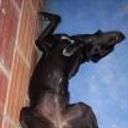 Negra