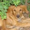 Buddy