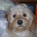 Bruno