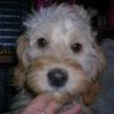 Bruno