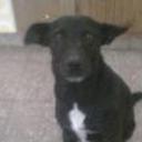 Negrito