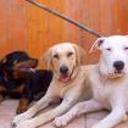 Kelly, martina y laika