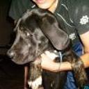 Fredy