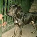 Fredy