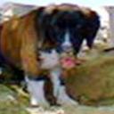 Balto