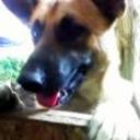 Scooby