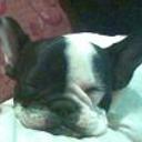Buba