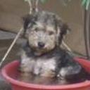Ruffo