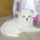 Mora