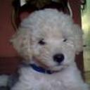 Bruiser
