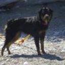 Osita