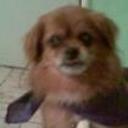 Pingo
