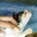Capuchin
