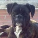 Chata