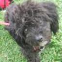 Chiki