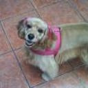 Almendra