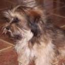 Chiqui