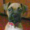 Sofi