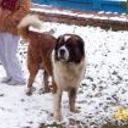 Mateo