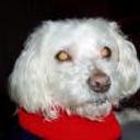 Toby