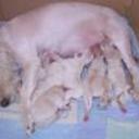 Sarah, dayrom y sus hermanos