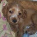 Chary