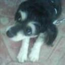Negri