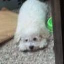 Gufi