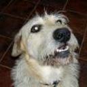 Lluna