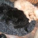 Panchi