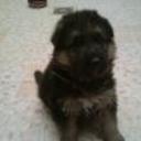 Rex