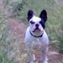 Lola