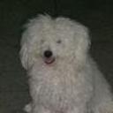 Chiquitu
