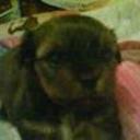 Chulo