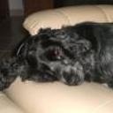 Tallulah