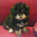 Pipo