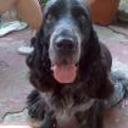 Blacky