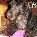 Chimo